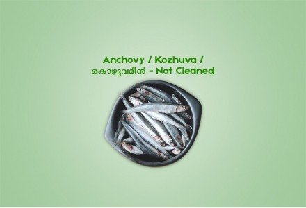 Anchovy /  Kozhuva  /  കൊഴുവമീൻ (500gm) - Not Cleaned